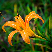 Buy canvas prints of Two grasshoppers on orange daylily by Adelaide Lin