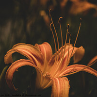 Buy canvas prints of Mysterious Daylily by Adelaide Lin