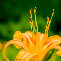 Buy canvas prints of Fresh Daylily by Adelaide Lin