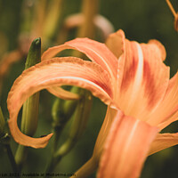 Buy canvas prints of Daylily by Adelaide Lin