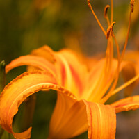Buy canvas prints of Dreamy Daylily by Adelaide Lin