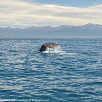 Buy canvas prints of Sperm Whale  by Lenny Blakemore