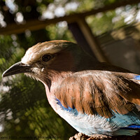 Buy canvas prints of Lilac Breasted Roller by Mattie Evans
