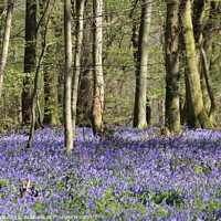 Buy canvas prints of Beech wood with bluebell carpet by Sara Royle