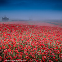 Buy canvas prints of Poppies in the mist  by chris pearce