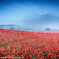 Buy canvas prints of misty poppies  by chris pearce