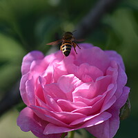 Buy canvas prints of Bee landing on a flower by Stan Lihai