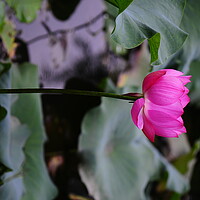 Buy canvas prints of Pink lotus flower by Stan Lihai