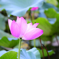 Buy canvas prints of Lotus  by Stan Lihai