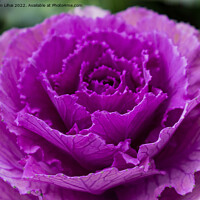 Buy canvas prints of Pink cabbage leaves by Stan Lihai