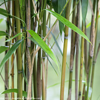 Buy canvas prints of Young bamboo leaves by Stan Lihai