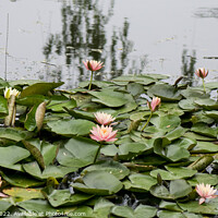 Buy canvas prints of Lotuses in Shanghai park by Stan Lihai