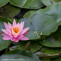 Buy canvas prints of Pink lotus  by Stan Lihai