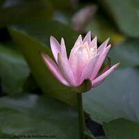 Buy canvas prints of Pink lotus flower by Stan Lihai