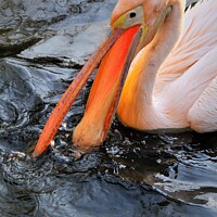 Buy canvas prints of Pink pelican  by Stan Lihai