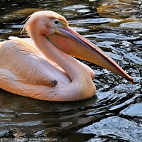 Buy canvas prints of Pink pelican by Stan Lihai