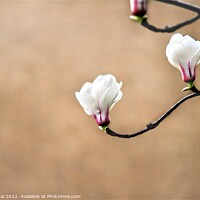 Buy canvas prints of White magnolia flower bud by Stan Lihai