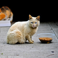 Buy canvas prints of Homeless cat by Stan Lihai