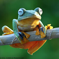 Buy canvas prints of A frog sitting on a branch by Stan Lihai