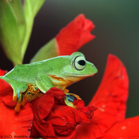 Buy canvas prints of Green frog  by Stan Lihai