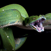 Buy canvas prints of Green python  by Stan Lihai