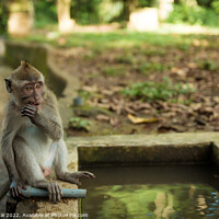 Buy canvas prints of Monkeys in Ubud Bali by Stan Lihai