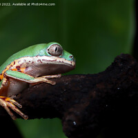 Buy canvas prints of Green frog by Stan Lihai
