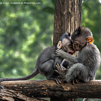 Buy canvas prints of Two baby monkeys on a wooden branch by Stan Lihai