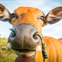 Buy canvas prints of Cute cow closeup by Stan Lihai