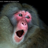 Buy canvas prints of A close up of a monkey by Stan Lihai