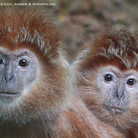 Buy canvas prints of A close up of a monkeys by Stan Lihai