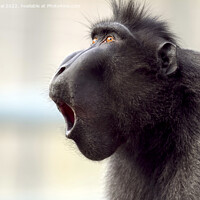 Buy canvas prints of Closeup shot of a baboon  by Stan Lihai