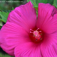 Buy canvas prints of Pink mallow flower by Stan Lihai