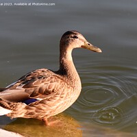 Buy canvas prints of A duck on the pond  by Stan Lihai