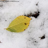 Buy canvas prints of Yellow leaf on snow by Stan Lihai