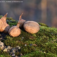 Buy canvas prints of Walnuts on moss in autumn forest by Stan Lihai