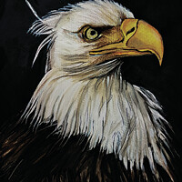 Buy canvas prints of USA Bald Eagle Painting by Mehmood Neky