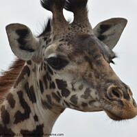 Buy canvas prints of Masai Giraffe Kenya by Mehmood Neky