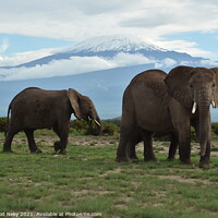 Buy canvas prints of Elephants at Amboseli with snow capped Kilimanjaro  by Mehmood Neky