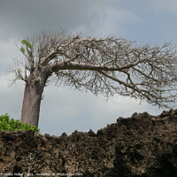 Buy canvas prints of Leaning Baobab Tree by Mehmood Neky