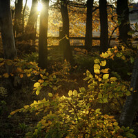 Buy canvas prints of Woodland autumn sunset by Giles Rocholl