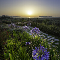 Buy canvas prints of Pollensa sunrise with Agapanthus by Giles Rocholl
