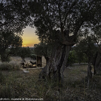 Buy canvas prints of Sunrise through Olive trees by Giles Rocholl