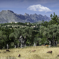 Buy canvas prints of Olive grove and mountains Majorca by Giles Rocholl