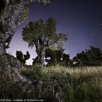Buy canvas prints of Olive trees at night by Giles Rocholl