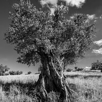 Buy canvas prints of Ancient olive tree by Giles Rocholl