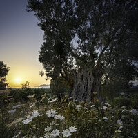 Buy canvas prints of Ancient olive tree sunrise Pollenca by Giles Rocholl