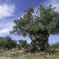 Buy canvas prints of Ancient olive tree with sheep by Giles Rocholl