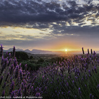 Buy canvas prints of Lavender sunrise Pollenca,  by Giles Rocholl