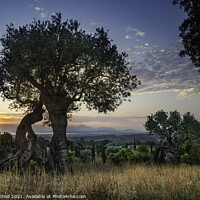 Buy canvas prints of Spanish sunrise Pollenca by Giles Rocholl